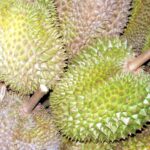 Durian_1