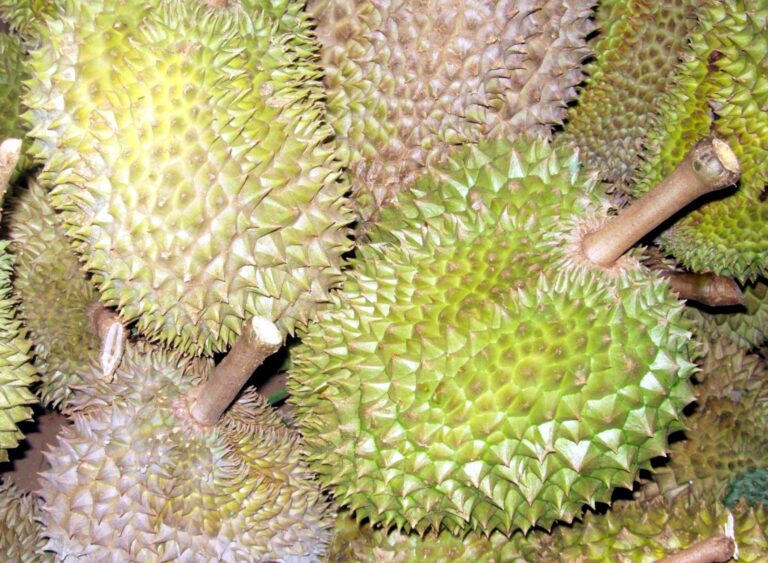 Durian_1