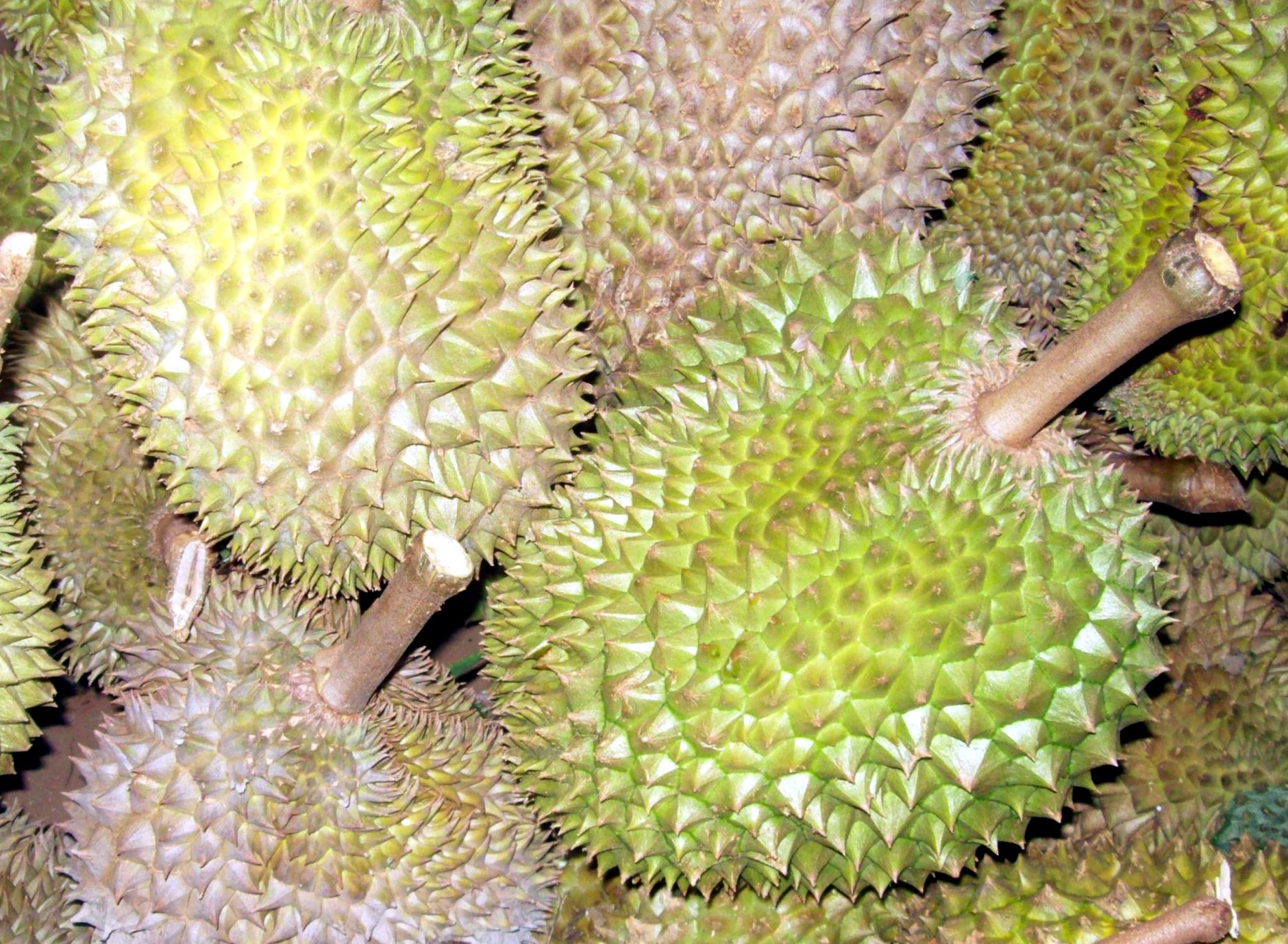 Durian_1